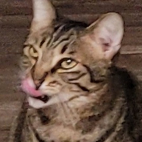 lilmommathicc